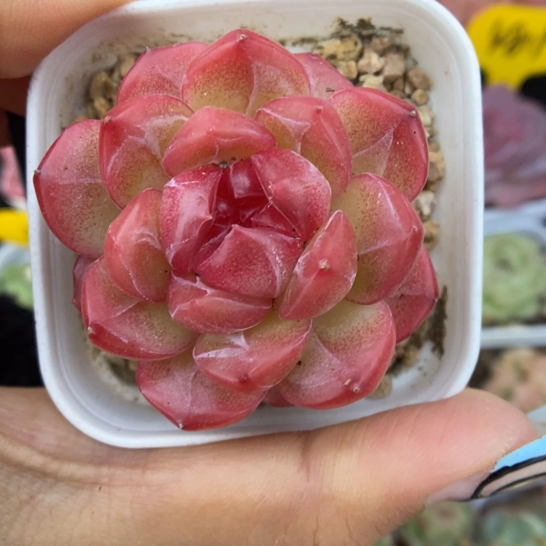 琴心可拍665号。