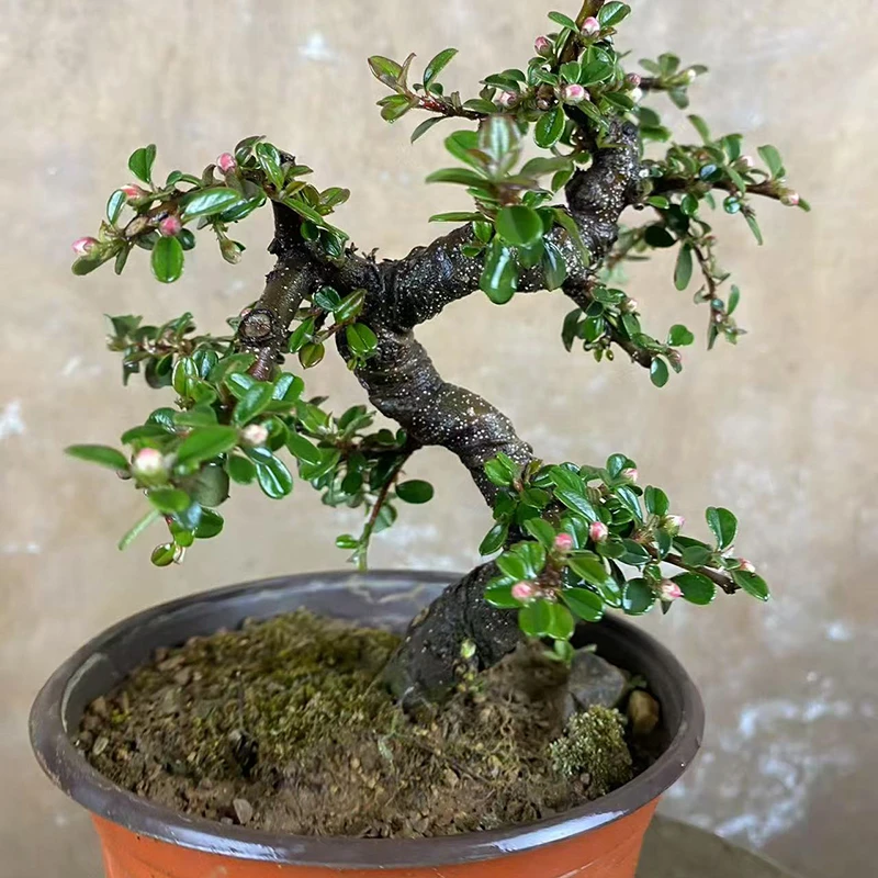 【白花珍珠大果荀子】绿植盆景盆栽花卉室内外大摆件现挖耐看观赏植