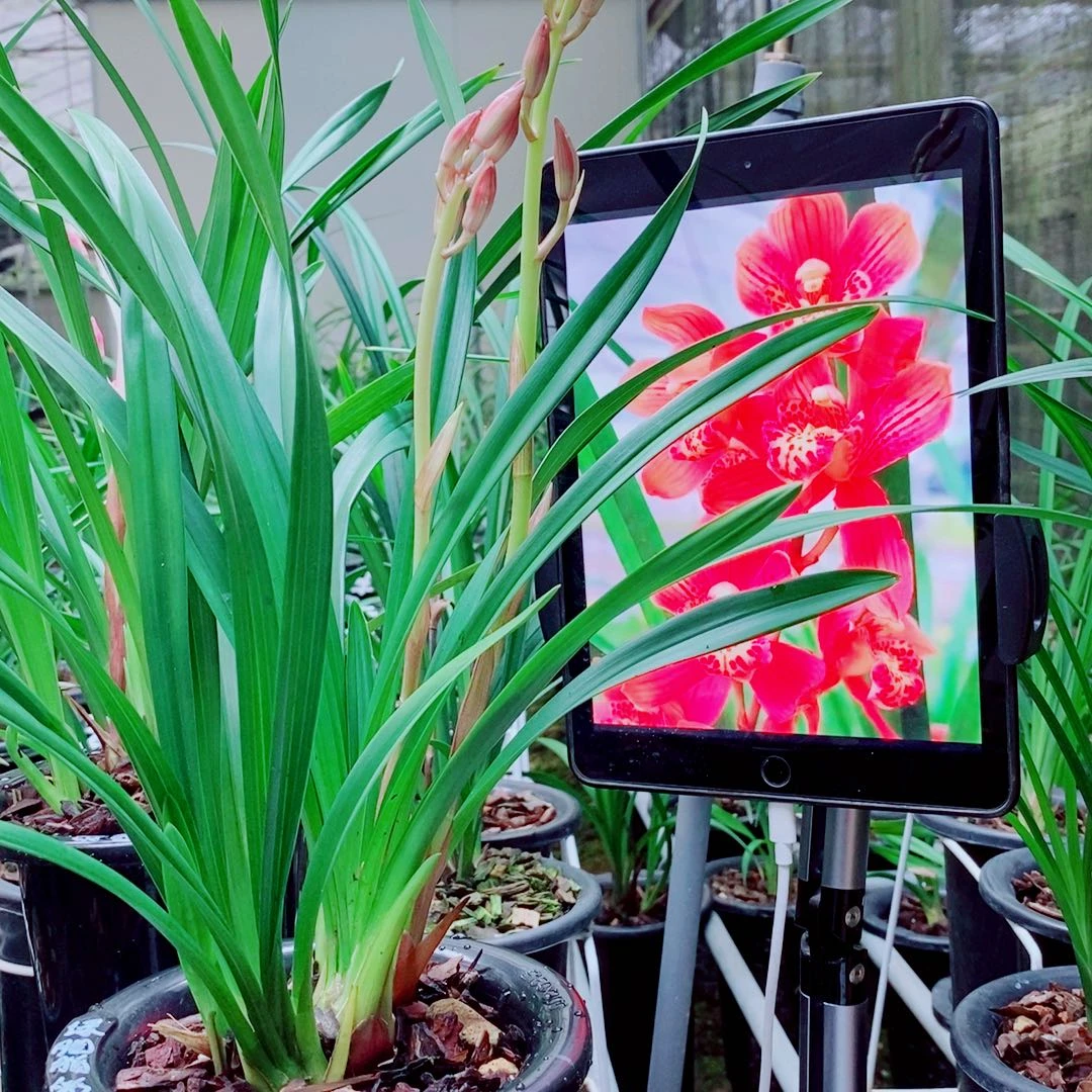 当前无花栽培后可以开花