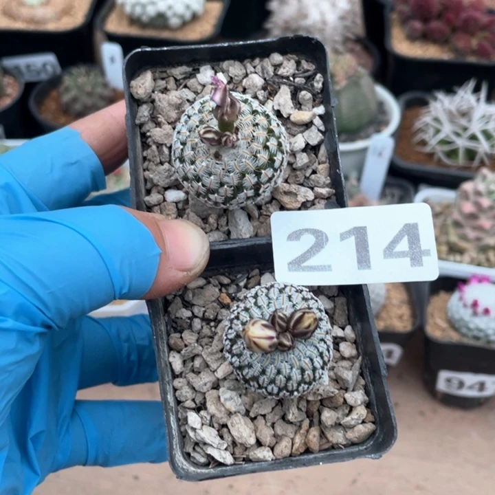 走**界214处理实生精巧殿2颗仙人球