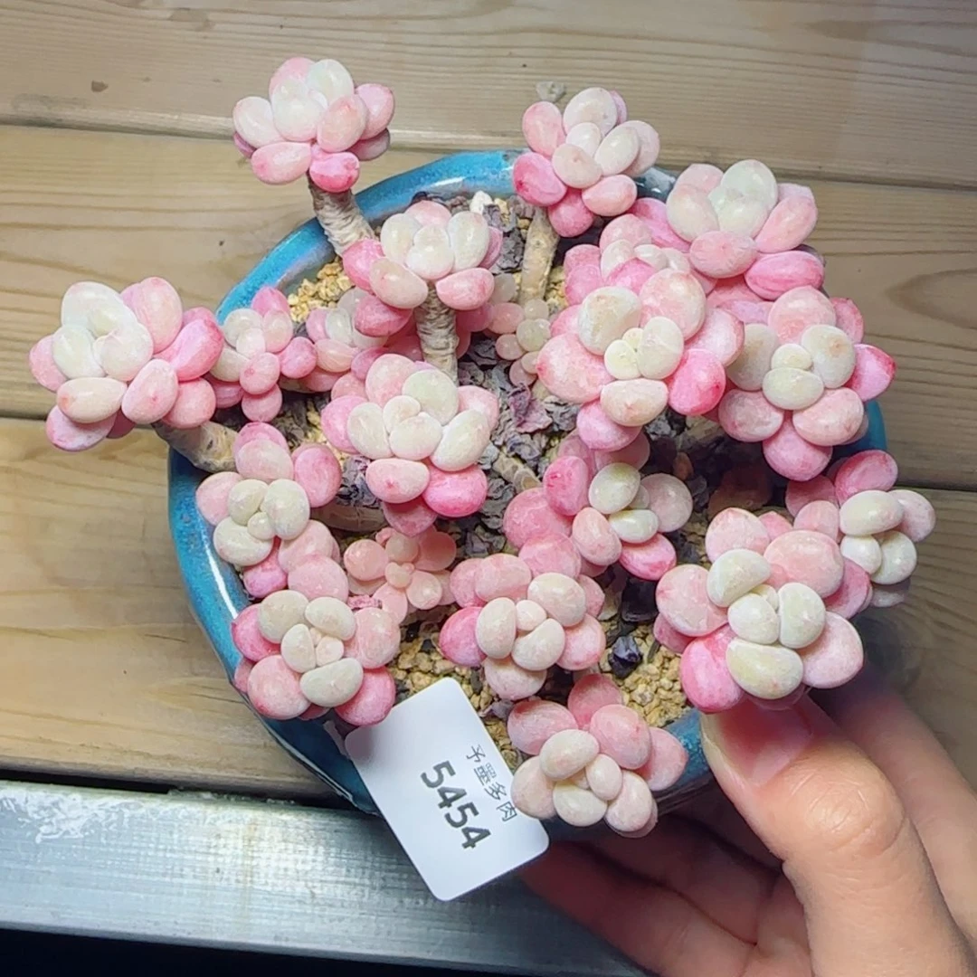 鱼子酱无砍，5454多肉植物