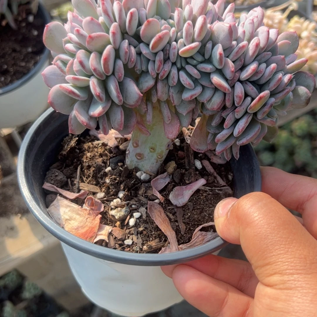 玛瑙缀化多肉植物