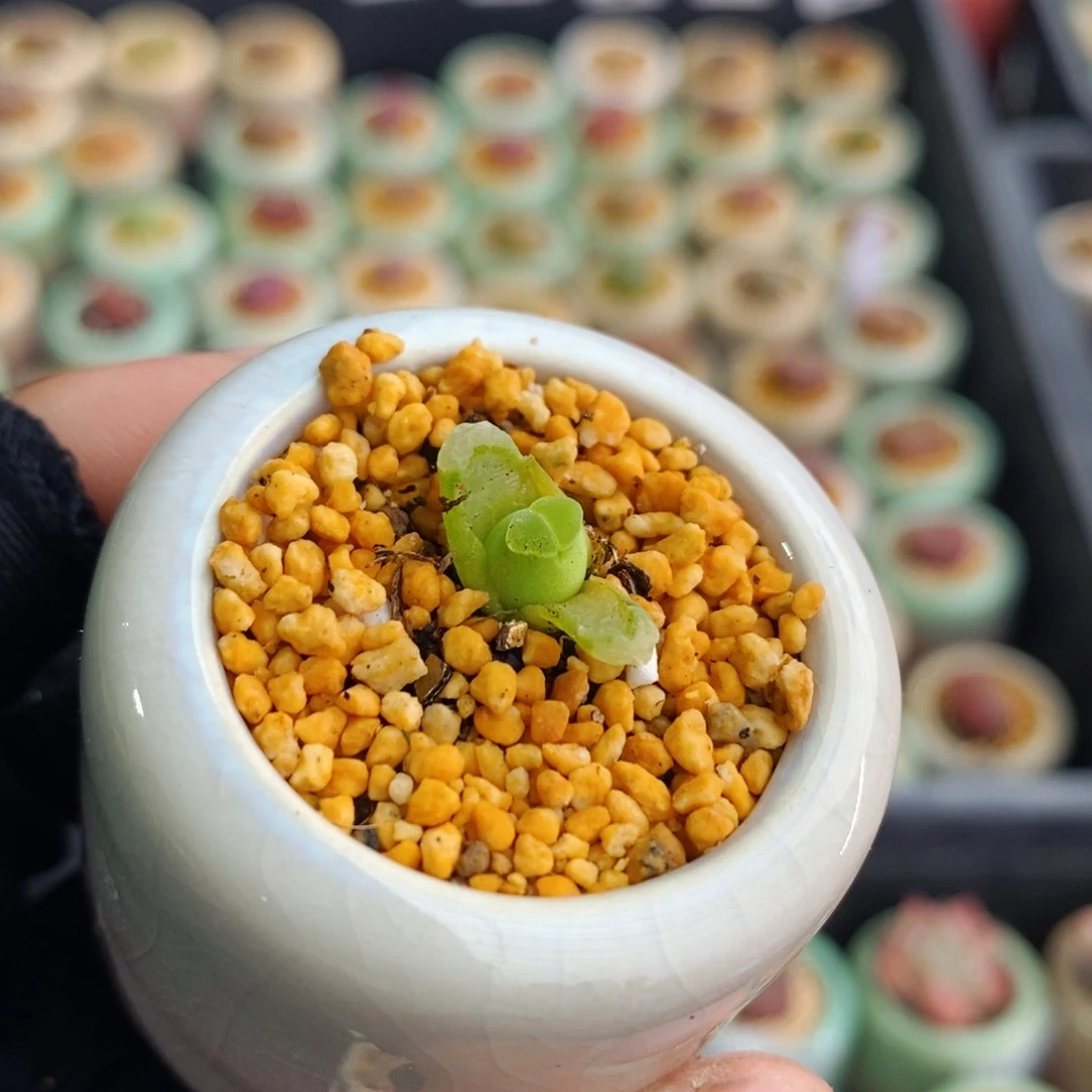 方*鹅3150-一物一拍带盆 sb806 多肉