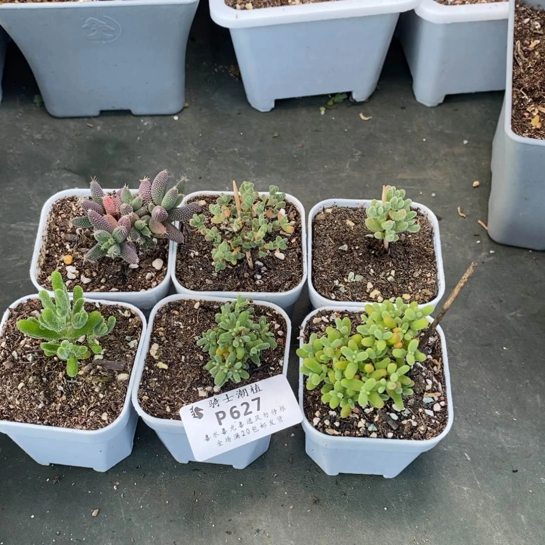 627套餐6颗枝干番杏