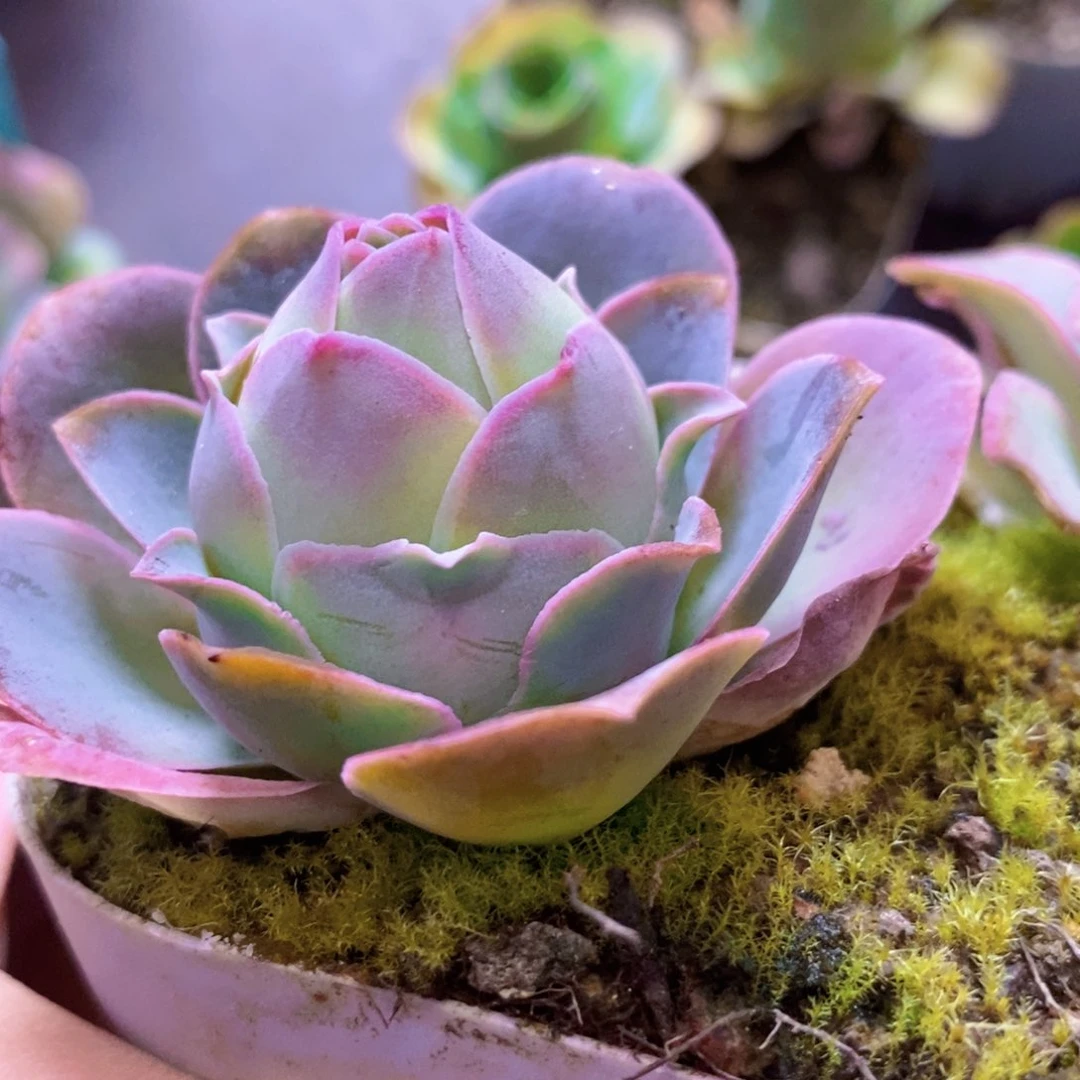 山地玫瑰福利一物一拍355极红