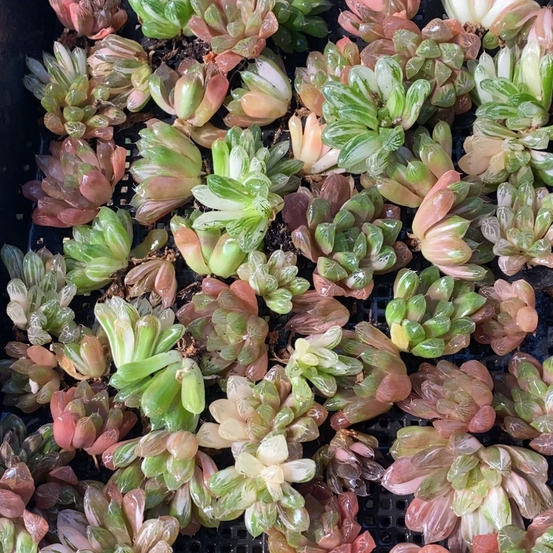 828 一颗苏皇玉露锦 整点福利