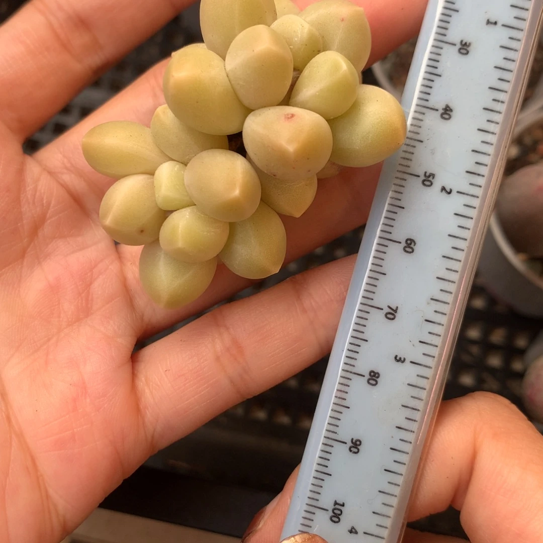 天空美人 小书肉奶酪多肉