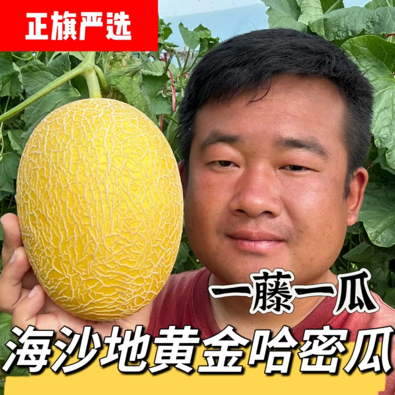 【中通】黄金哈密瓜海南海沙地哈密瓜脆甜多汁现摘拉到广西仓发货