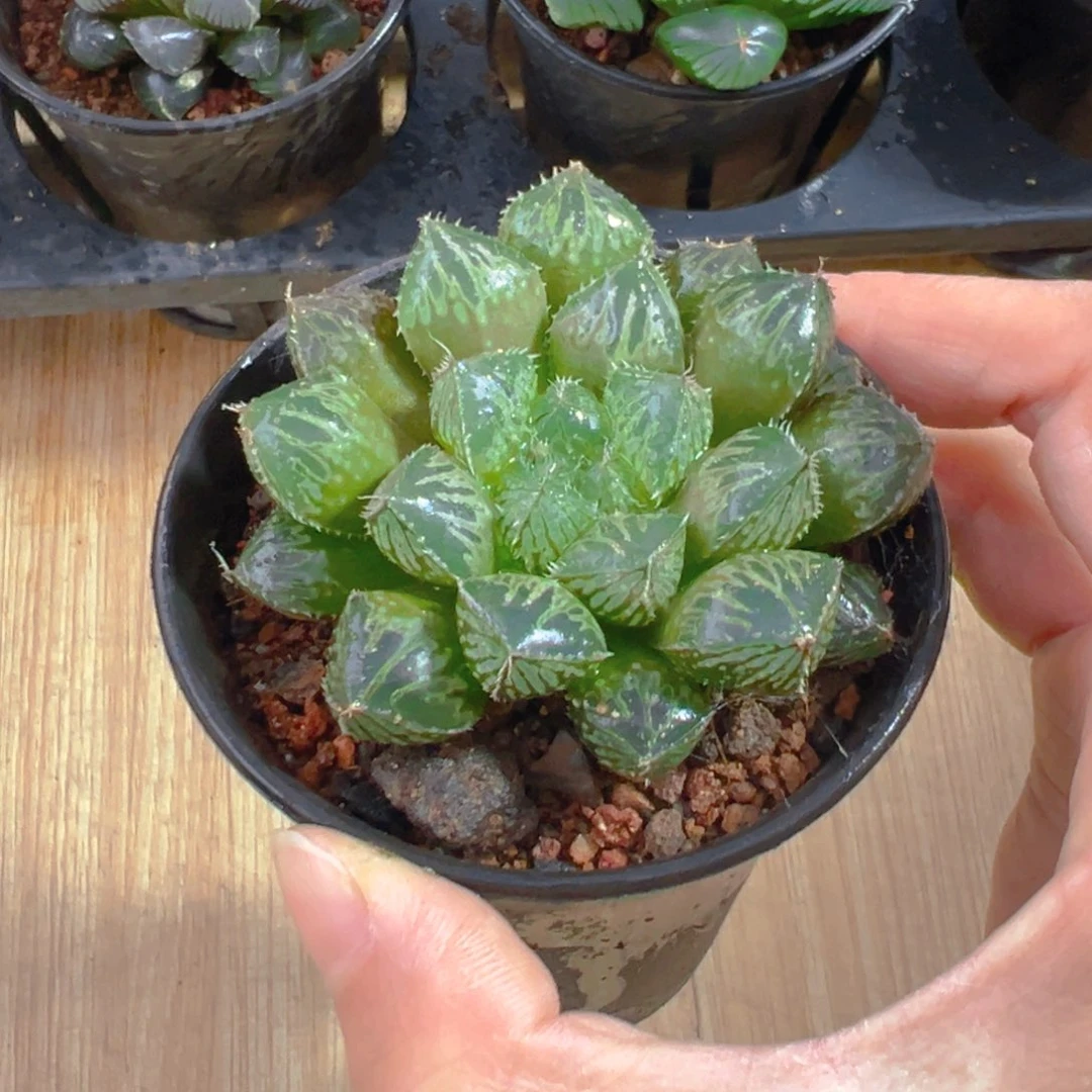 万象盆楼兰玉露多肉1