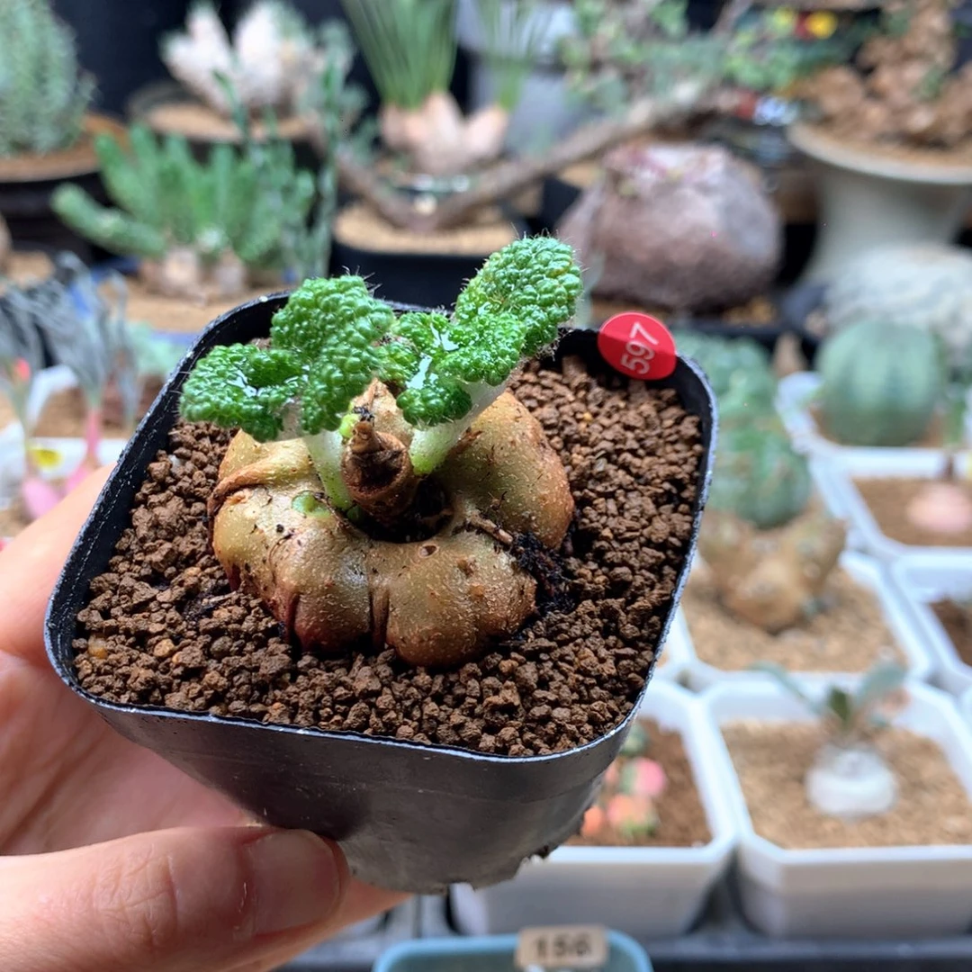 断崖王子带盆597多肉