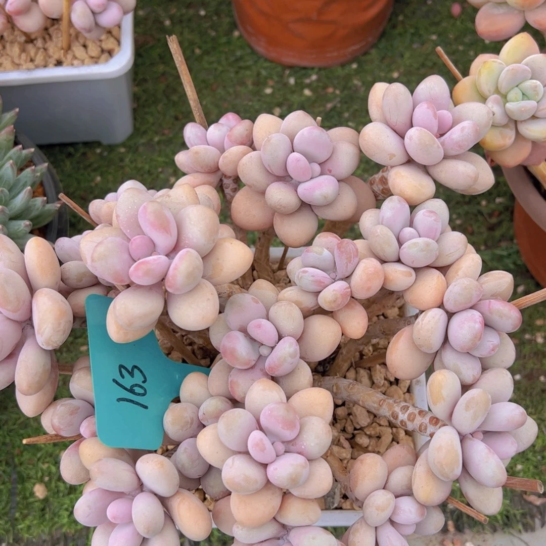 香玉的故事是一个人的故事