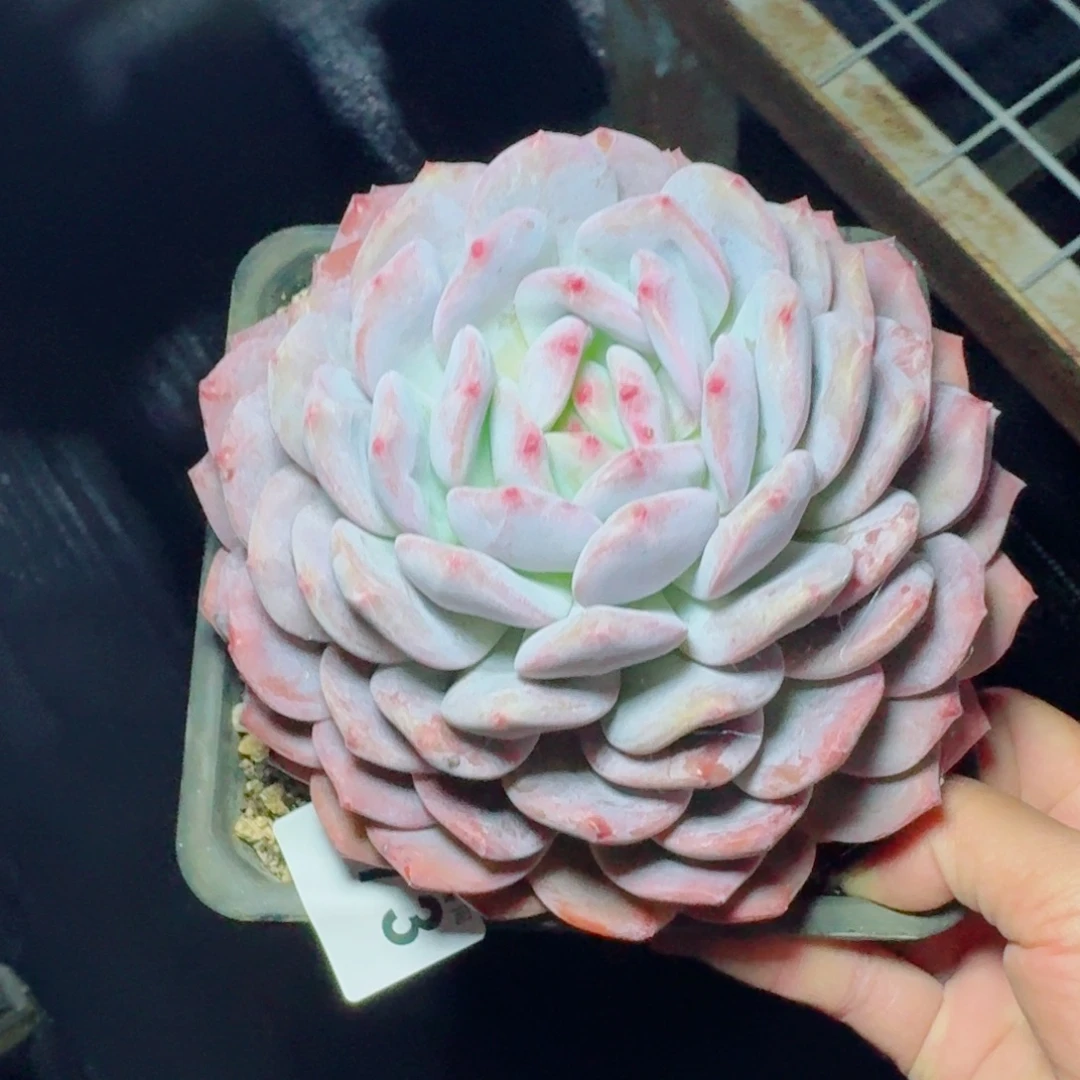 微***晴星影橙      愿你一路坦途，乘风破浪展宏图