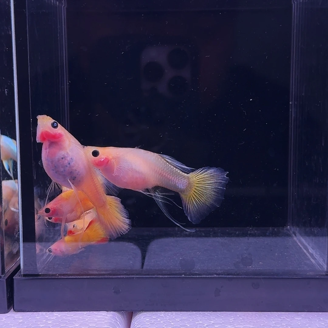 孔雀鱼落日玻璃猫大c3对