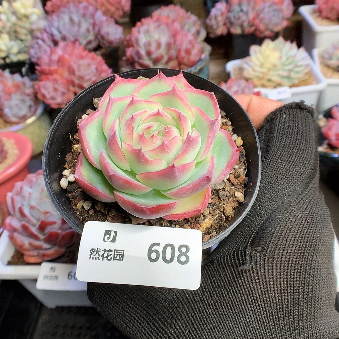608侧影多肉植物6666
