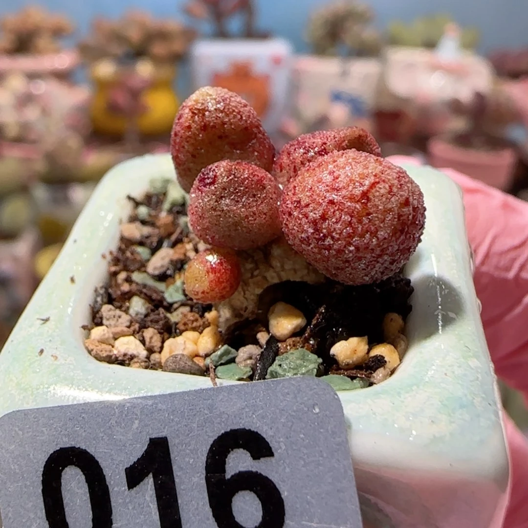 小红嘴马丽安 盆口2.5cm