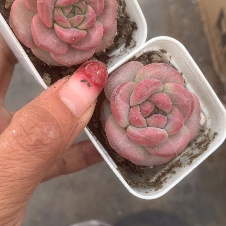 溏心。珍妮（满9.99包邮不满9.99发叶子）