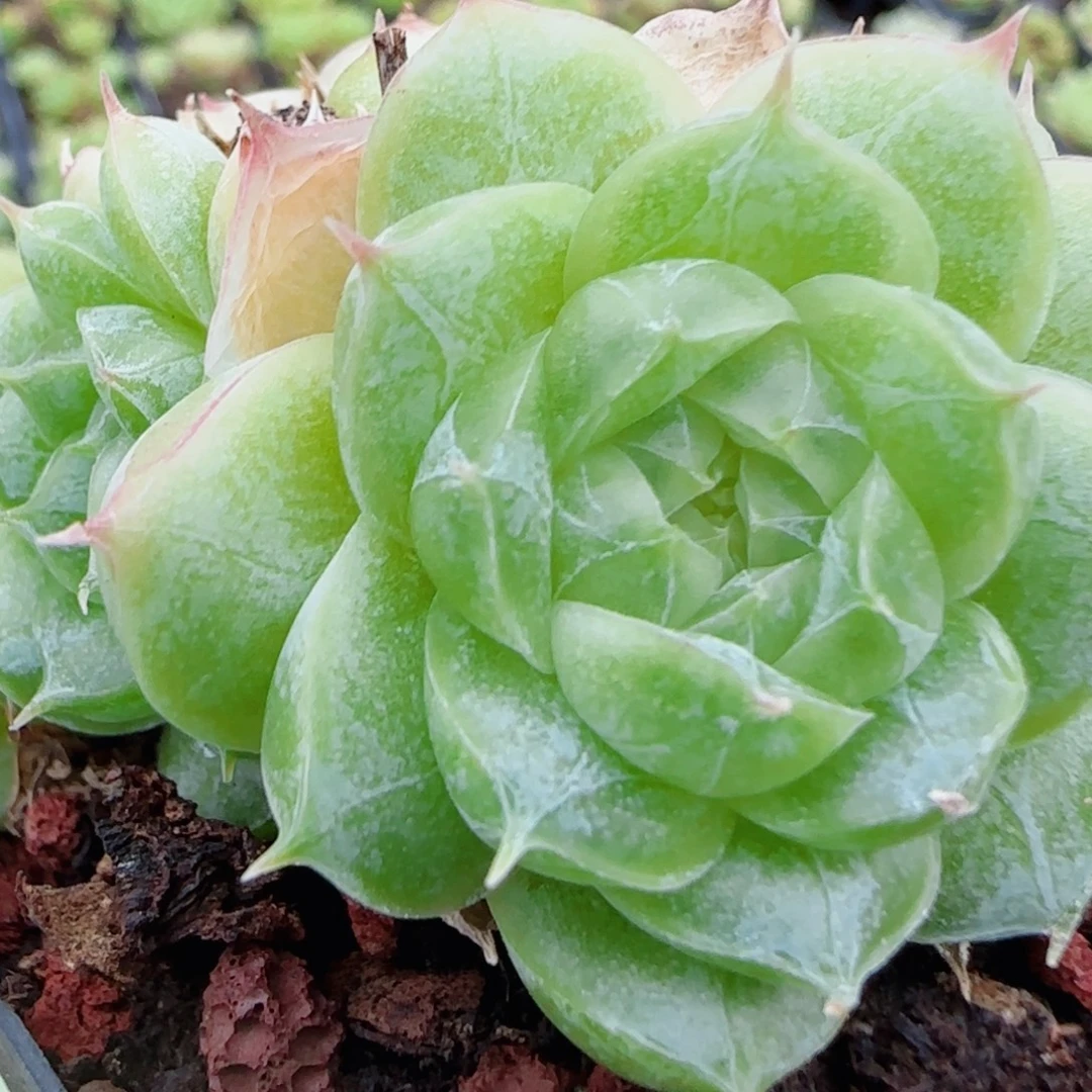 花语逸镜0816-35散