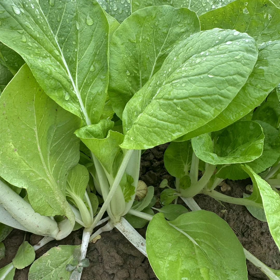【小白菜顺丰包邮】潮汕本地新鲜蔬菜小白菜广东省内顺丰包邮