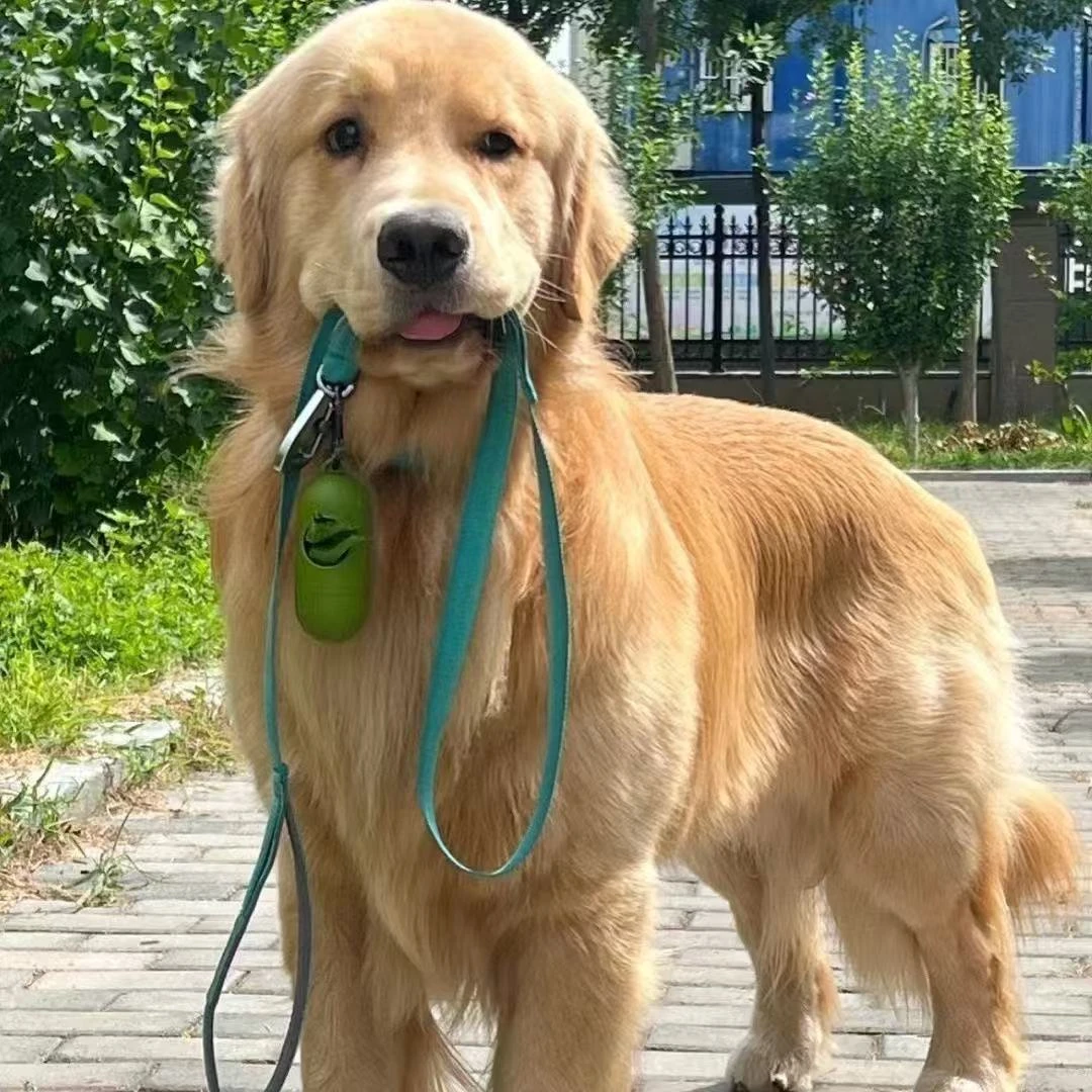 活体*金*毛*幼*犬活体狗狗宠物狗家庭陪伴温顺狗狗