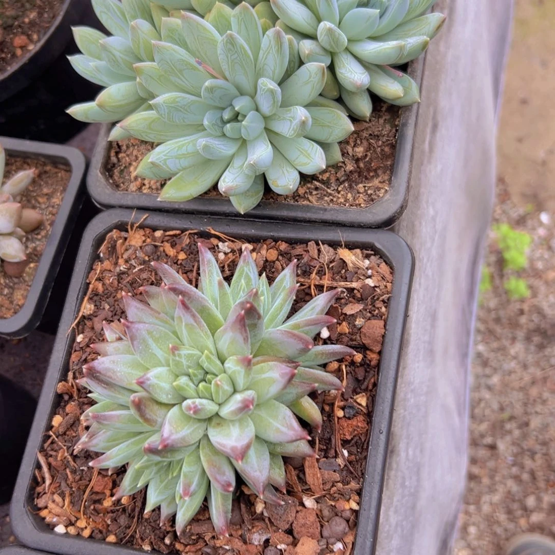 爱****8美人杂多肉植物