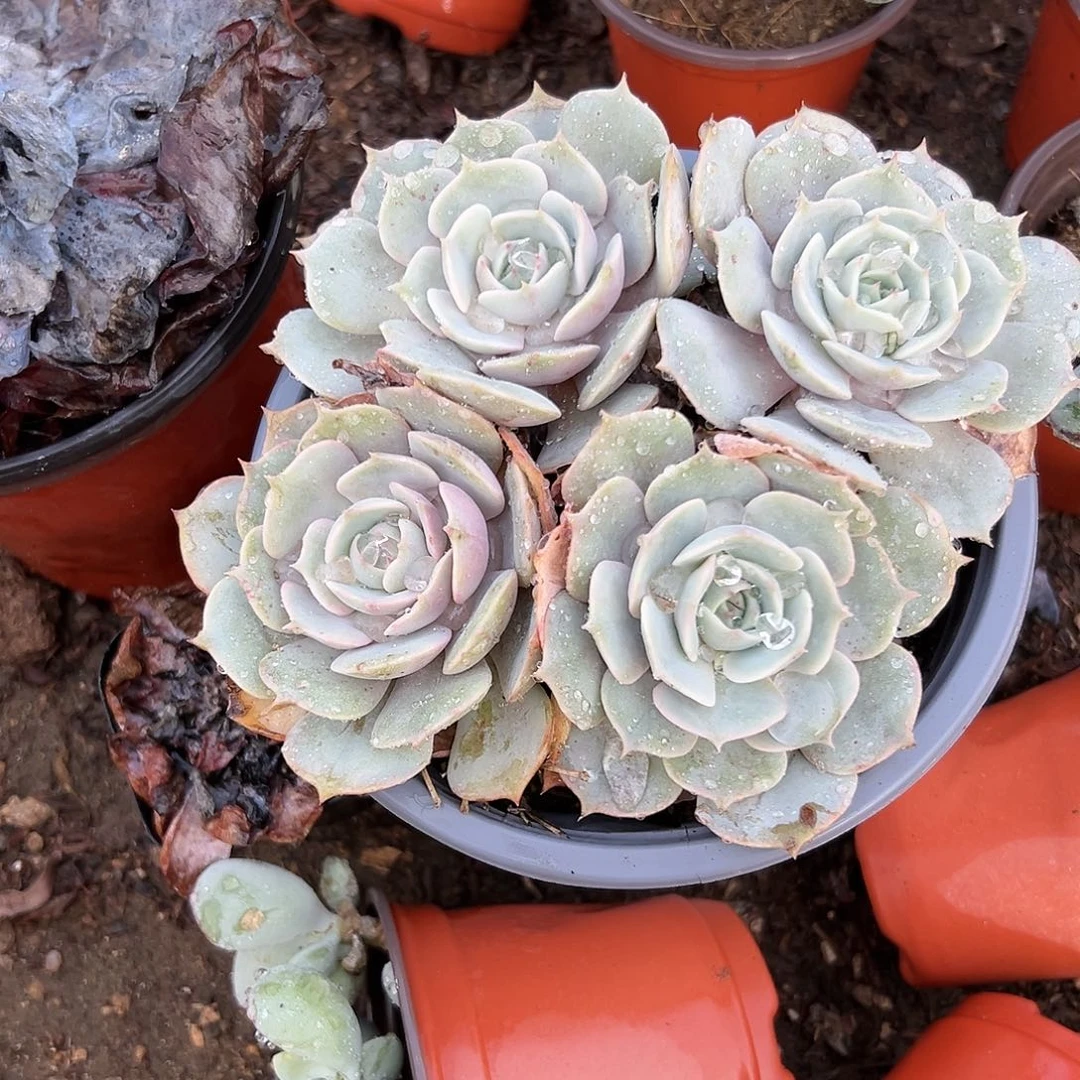 多肉植物露娜莲群