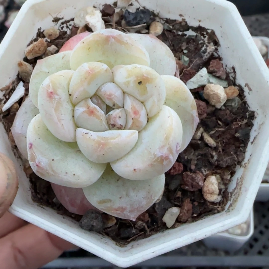 多肉小卡拉米糖心一物一拍