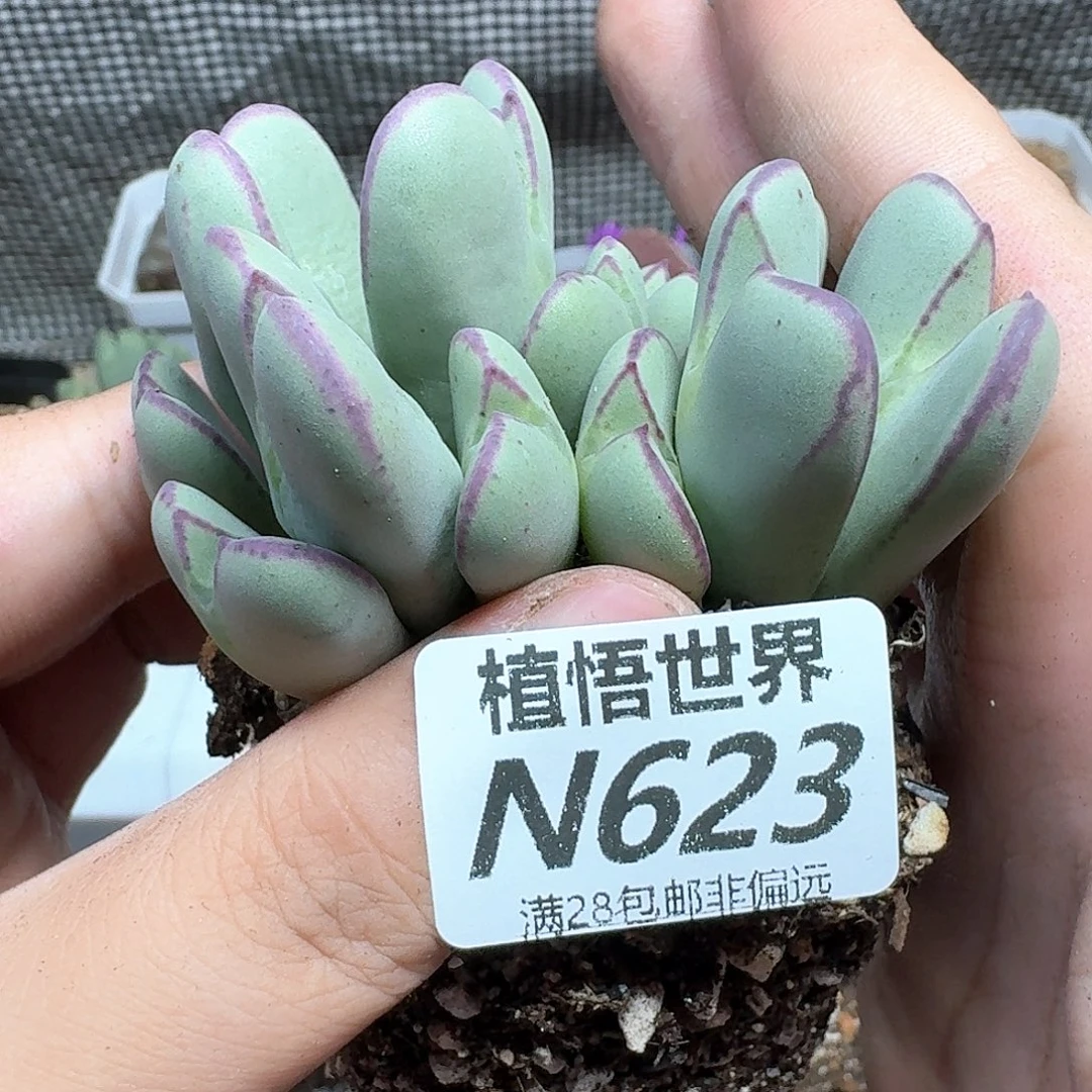 多肉植物的润泽徐