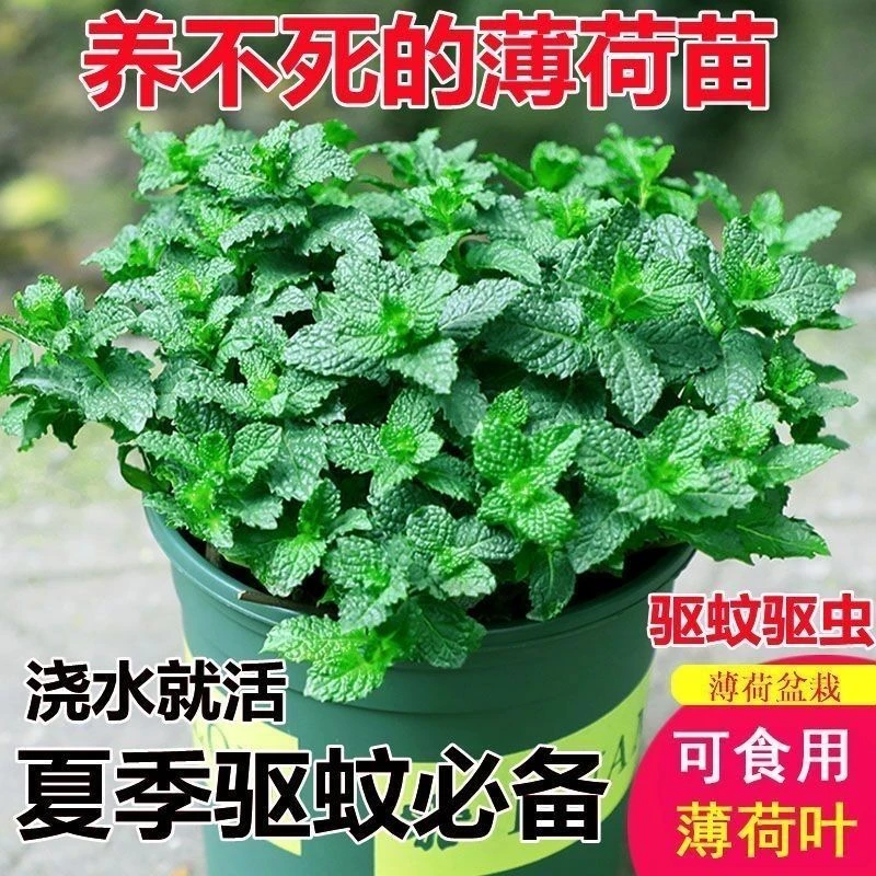可食用薄荷盆栽地栽泡茶四季常青留兰香新鲜薄荷室内驱蚊植物绿植