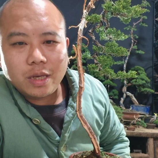 无花朵济州真柏盆景素材盆景素材盆景素材