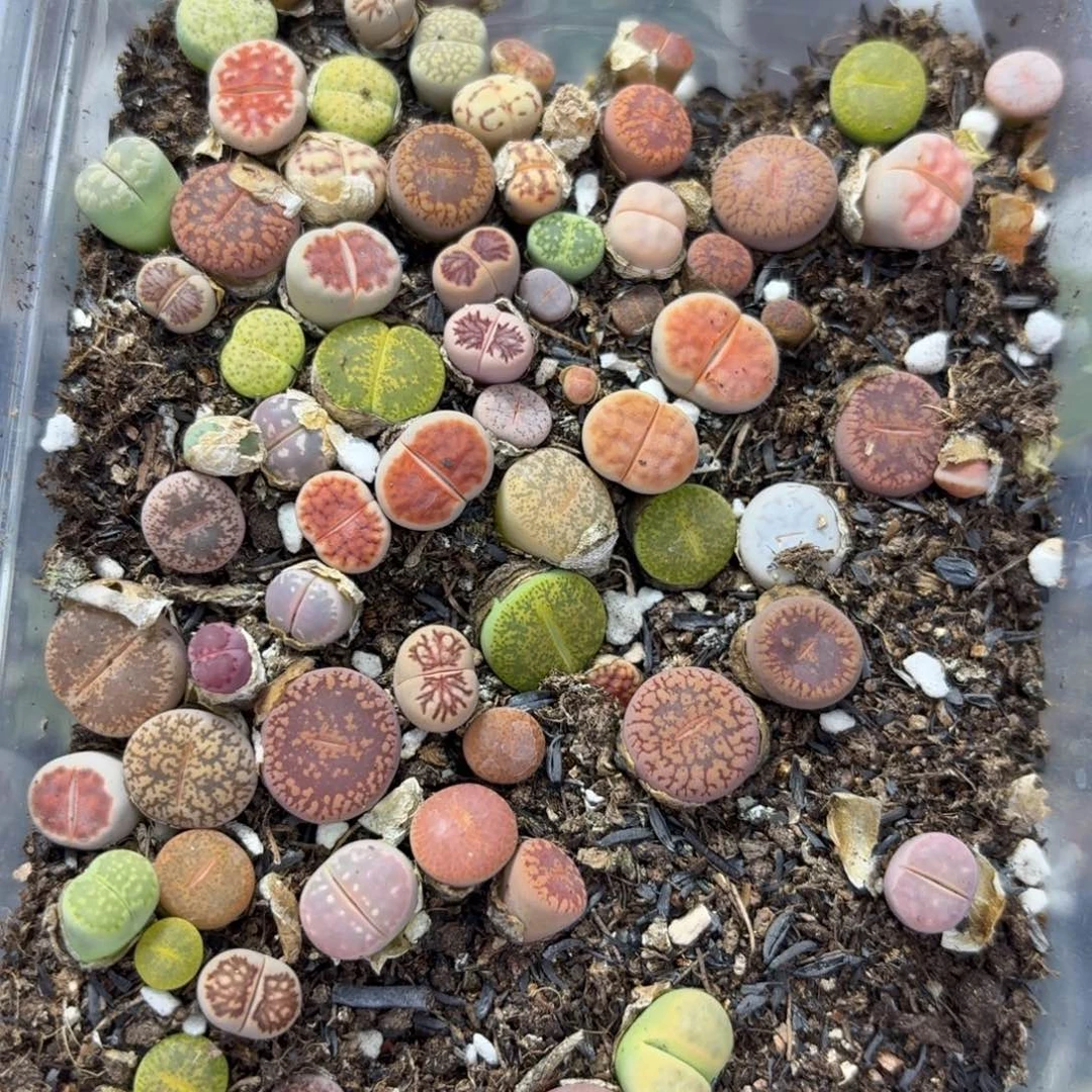 3878 生石花和肉锥