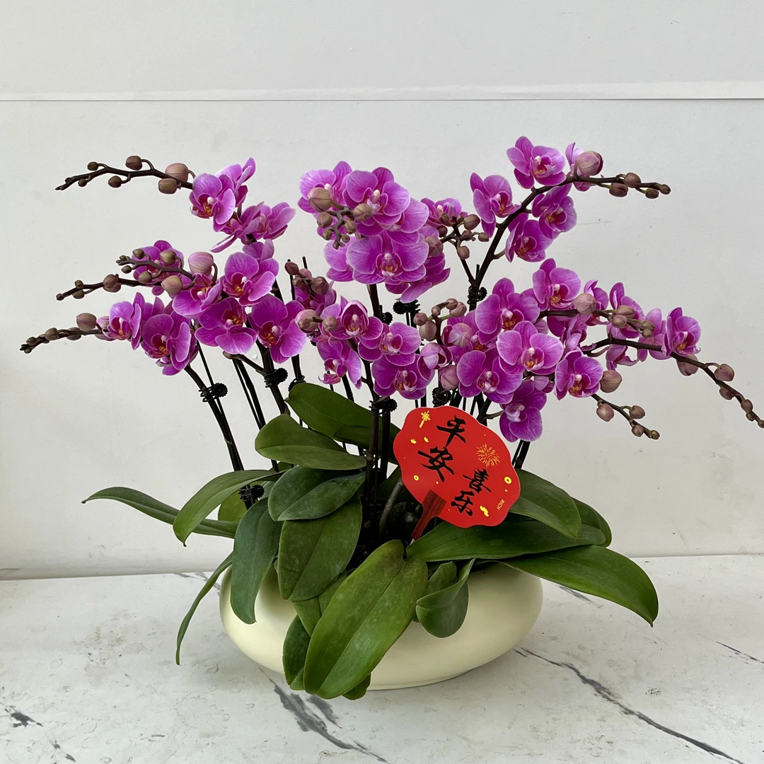 简馨优选【骄阳】 蝴蝶兰花 艺术摆件客厅门面花艺优雅造型5-10
