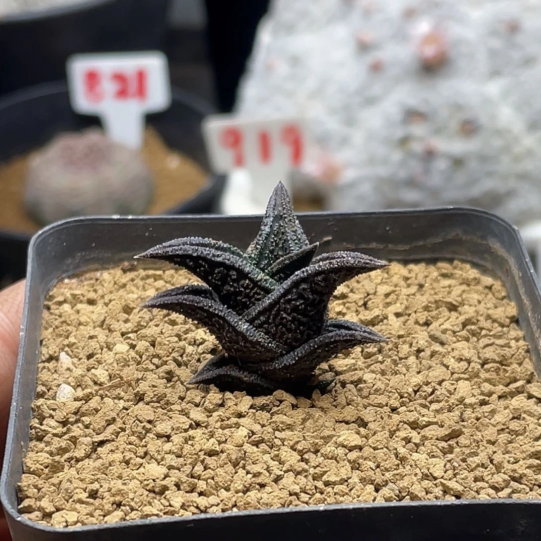 实生黑体铭文丸叶尼古拉 3公分