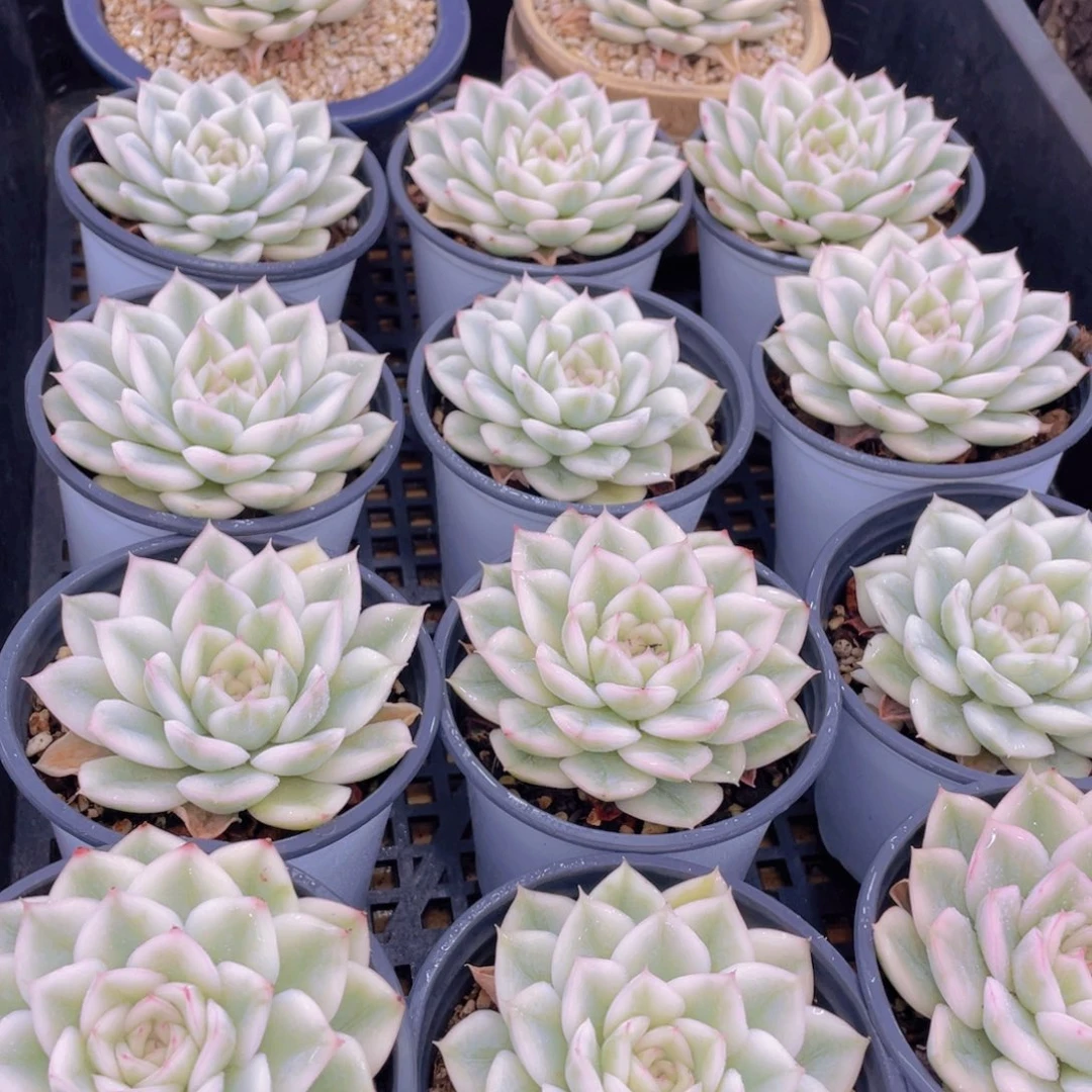 量拍47号 月亮仙子锦单头2个