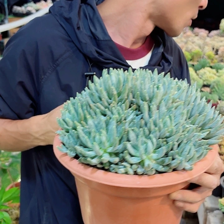 炫彩星群生多肉植物