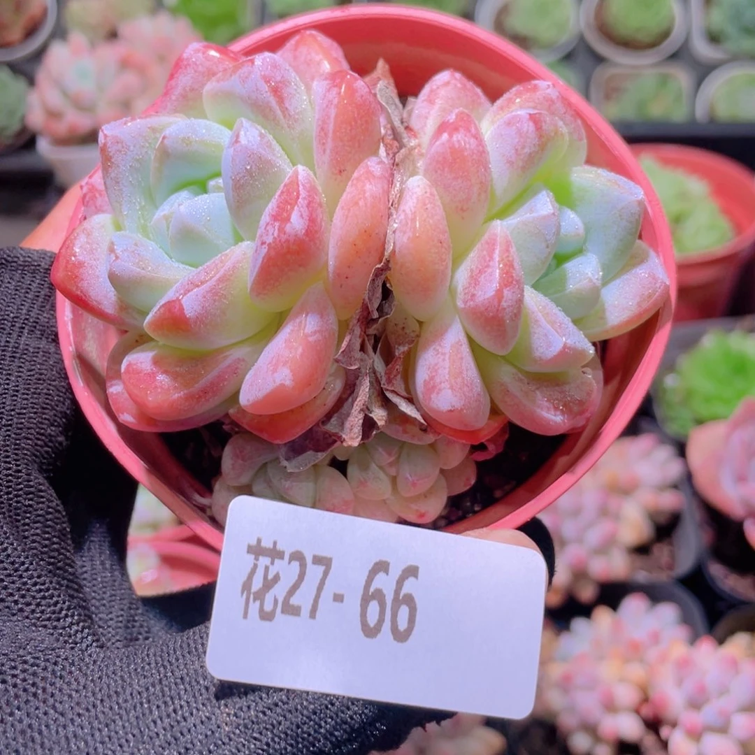 花利美27-66冰玉