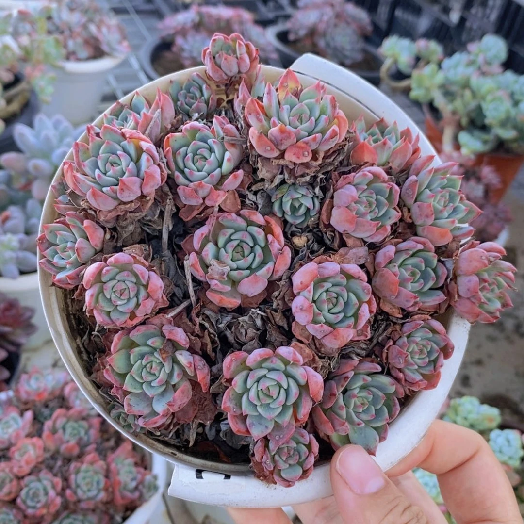 娜娜小勾手捧老桩