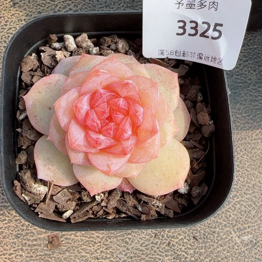 棉花糖，3325多肉植物