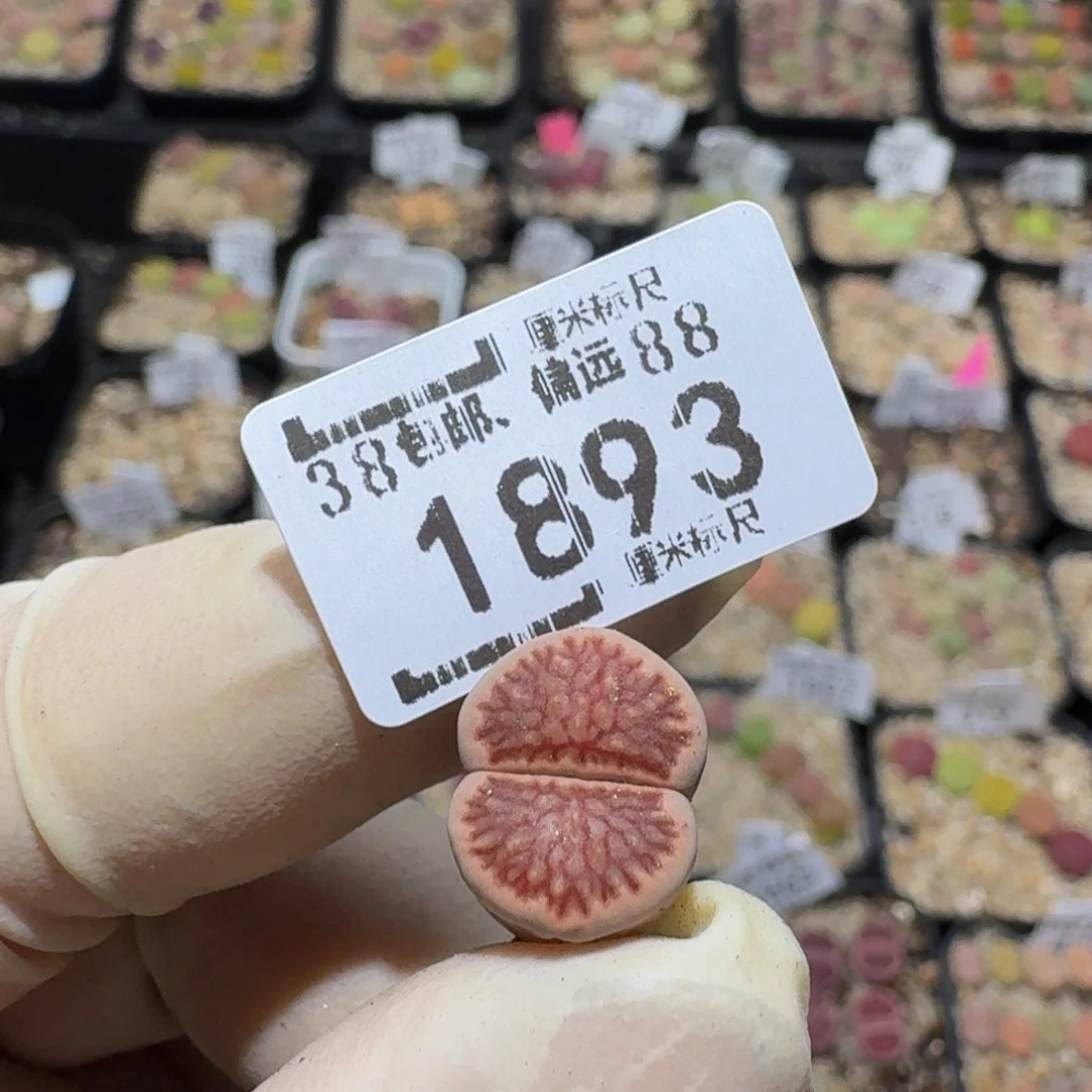 *****zzzz生石花肉锥1893