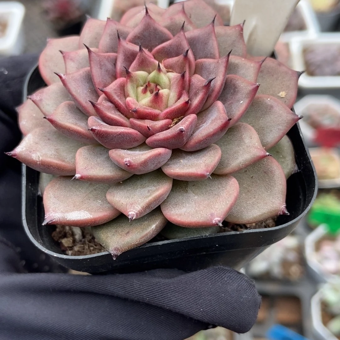 1077神迪多肉植物多肉