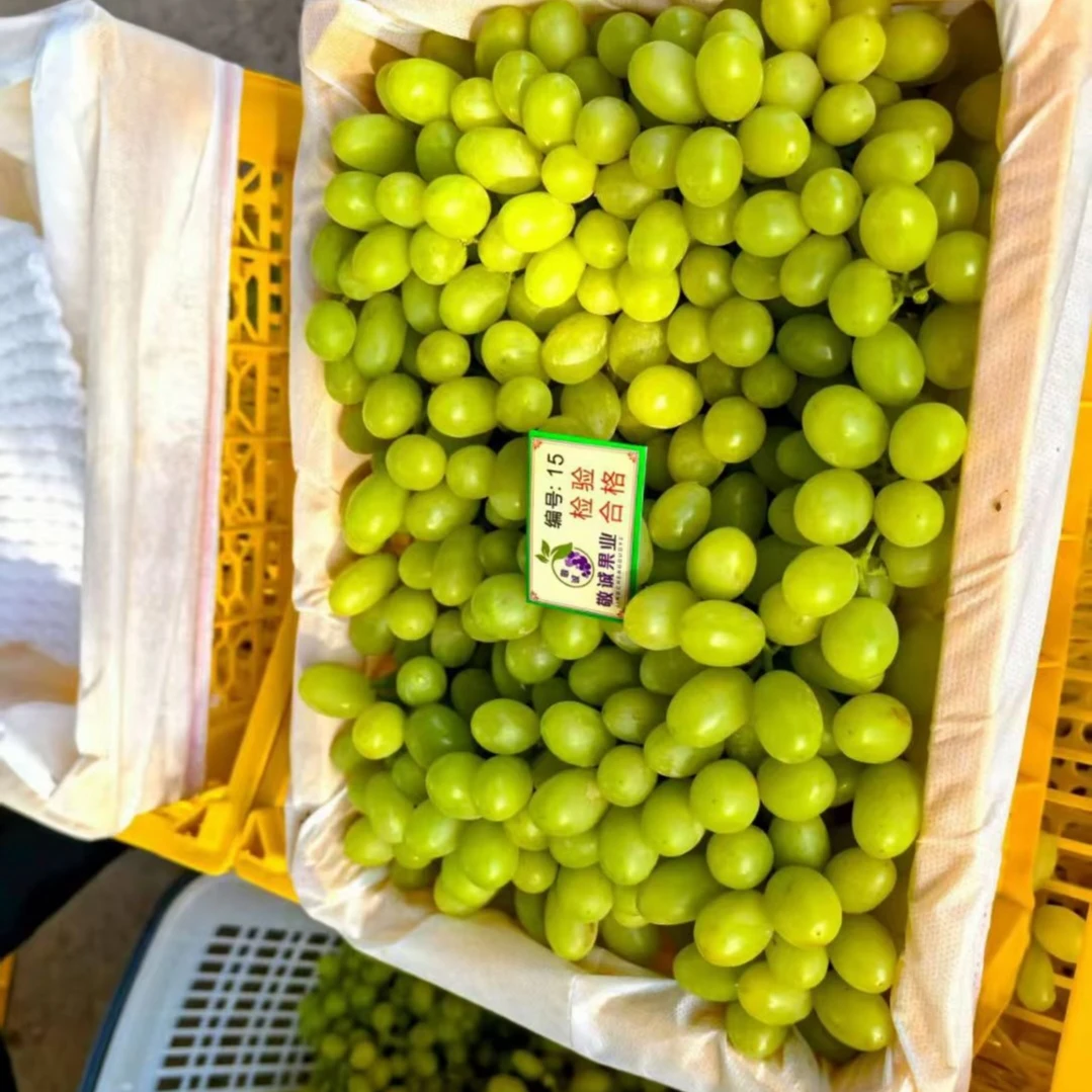 新疆!马奶提葡萄!净果4.5斤!冷链发货葡萄同城送陕西省