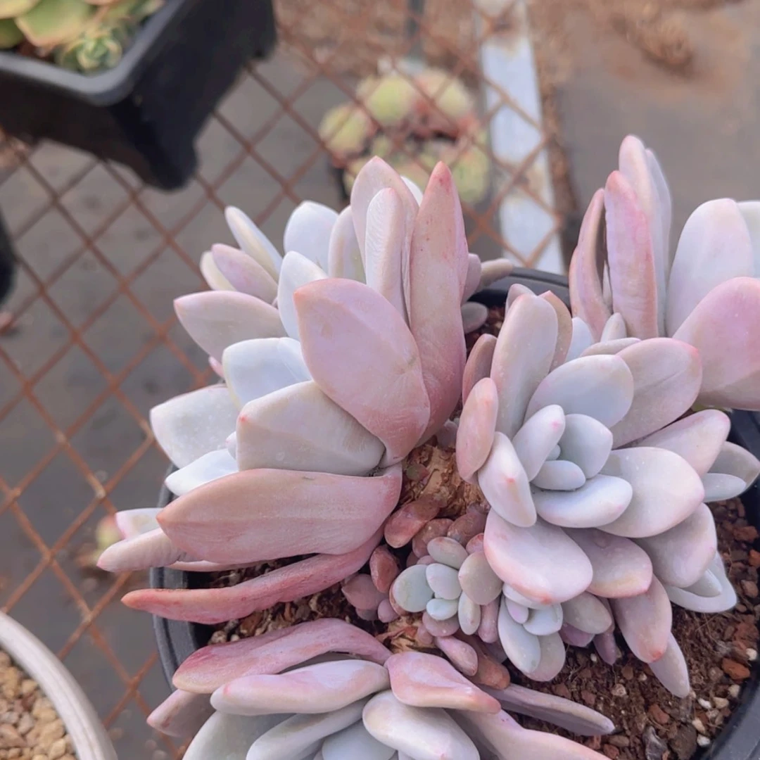 【闪购商品】大群粉兔