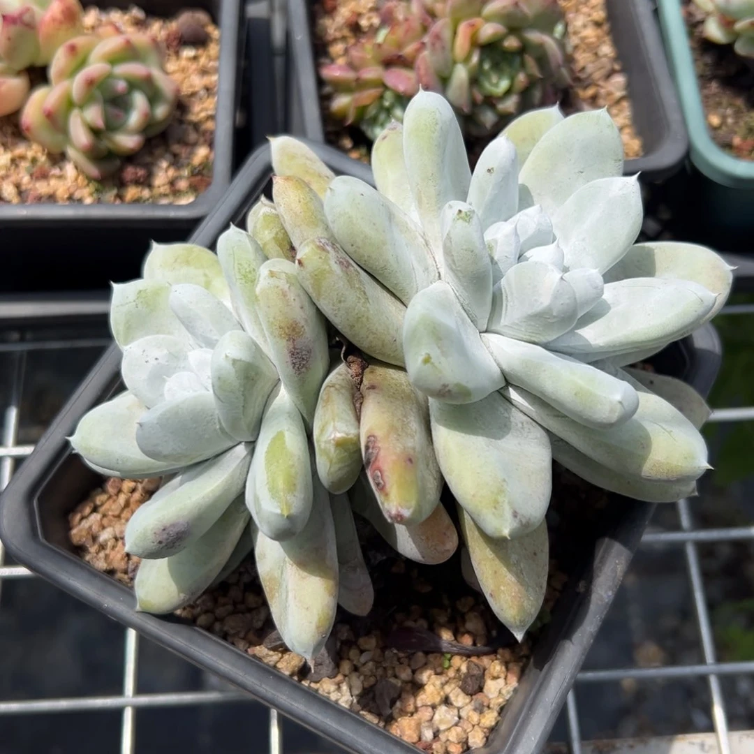 拇指仙女杯（满38包邮）多肉