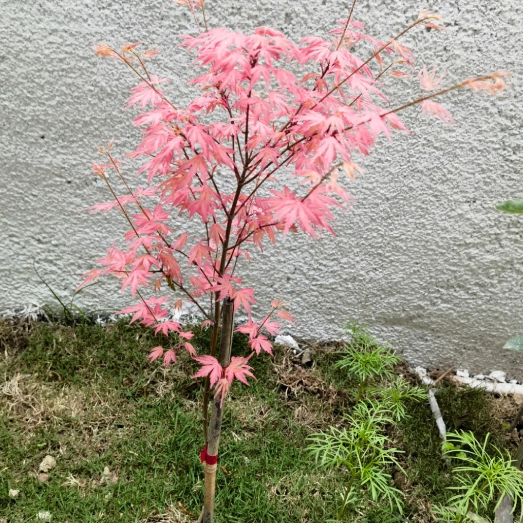进口红枫泰勒新枫叶粉红色枫叶别墅庭院阳台盆栽绿植彩叶树种枫树