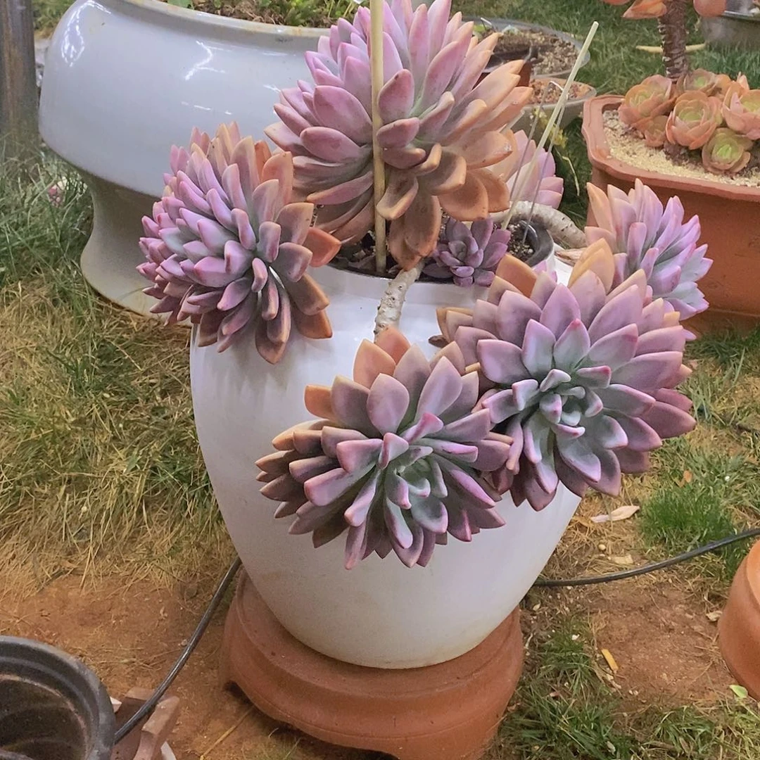 多肉植物多肉二颗