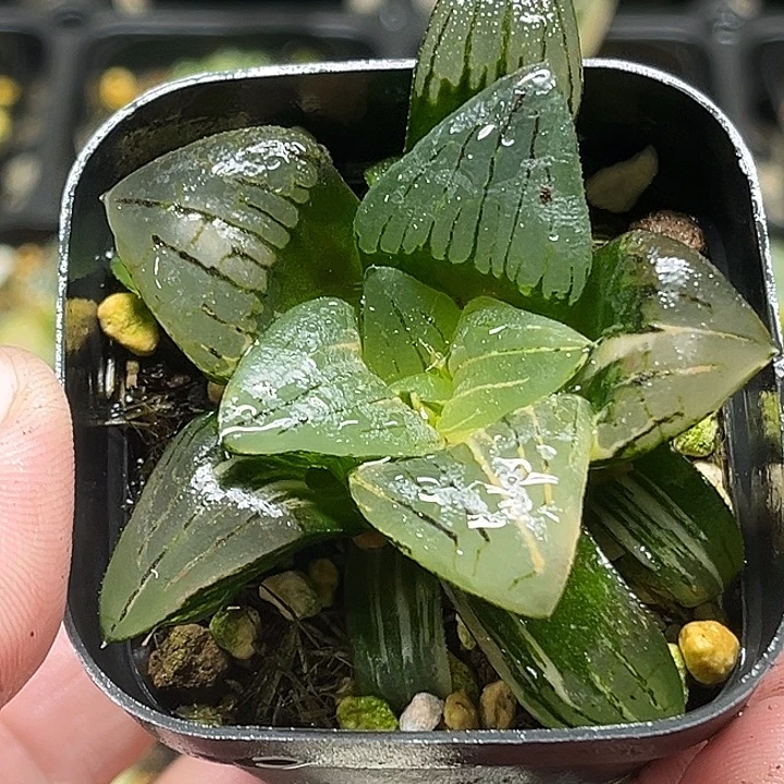 230红纹寿锦头家多肉十二卷