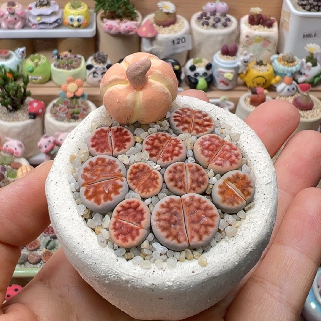 多肉植物202号橘色