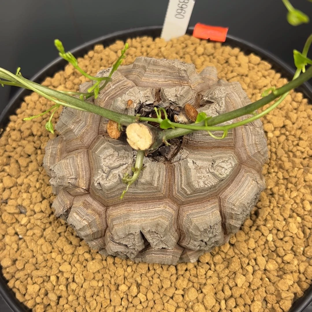 精品盆栽养定的龟甲龙960号