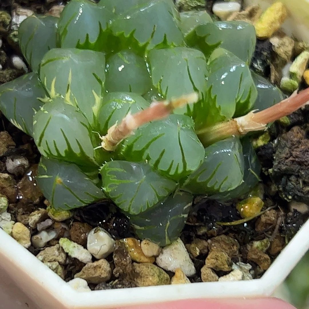 水中月锦十二卷多肉植物