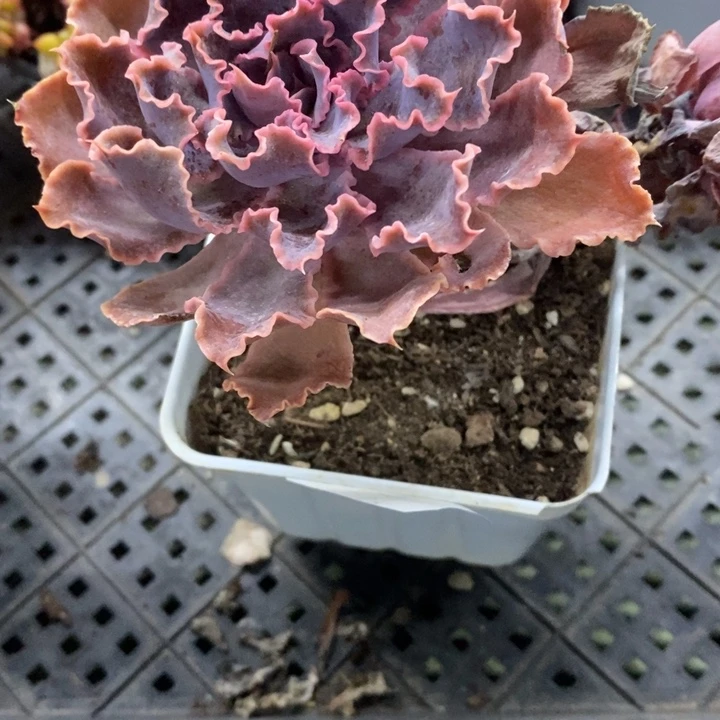 关**亮晚霞植物多肉108