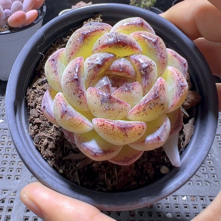 黑菩提【一物一拍】两单包邮